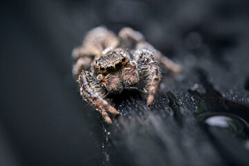 Rindenspringspinne ( Marpissa muscosa ).
