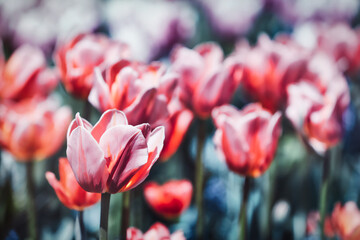 Pink Tulips. Close up. Selective and soft focus.