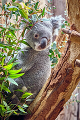 Koala ( Phascolarctos cinereus ).