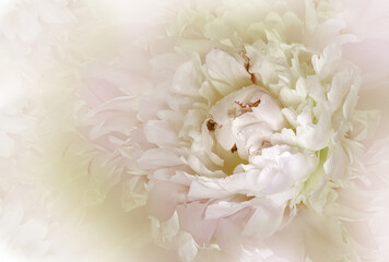 Flower   peony.  Floral  spring  background.  Petals peonies.    Close-up.   Nature.