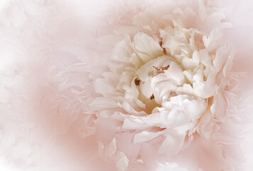 Flower  light pink    peony.  Floral  spring  background.  Petals peonies.    Close-up.   Nature.