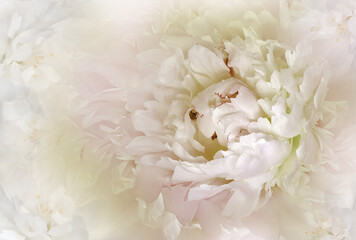 Flower   white-yellow  peony.  Floral  spring  background.  Petals peonies.    Close-up.   Nature.