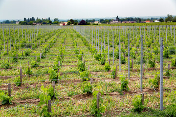Fototapeta na wymiar Fields with well-tended young vineyards in Bordeaux, France. Modern Wine making concept.
