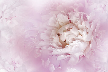 Flower  pink  peony.  Floral  spring  background.  Petals peonies.    Close-up.   Nature.