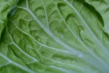 Macro of one piece of fresh green lettuce (Lactuca sativa) leaf with water drops