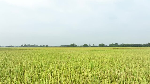 peddy field