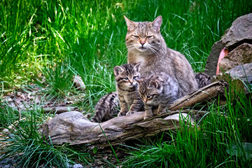 Europäische Wildkatze oder Waldkatze ( Felis silvestris ).