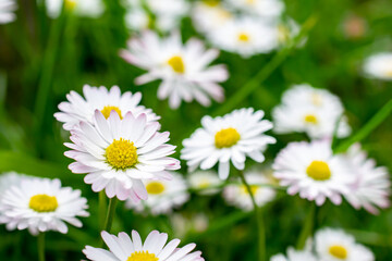 field daisy background or texture