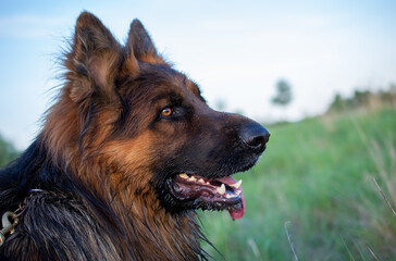 head of a German Shepherd Dog