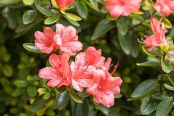 Salmon Pink azalea flower, in full bloom. Selective focus flower.