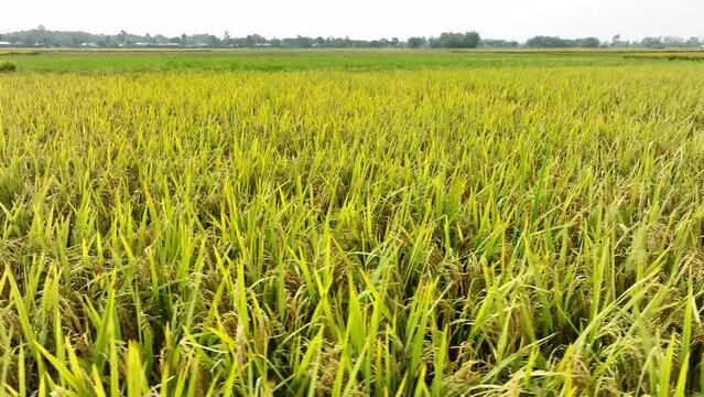 peddy or Rice feild in bangladesh