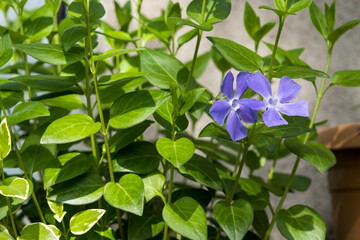 The genus Vinca of the family Apocynaceae, vinca major. Its name is used as periwinkle.