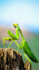 insect loving god on trunk, with blurred background, this animal and a great predior and small insect hunter