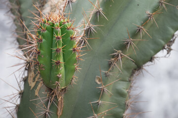 Small new cactus growing over an old one in a garden at Juan Lacaze, Colonia, Uruguay