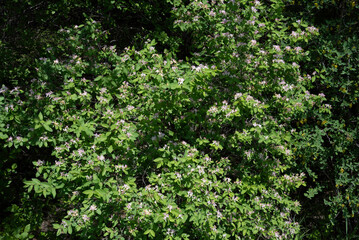 Fototapeta na wymiar Close up view of a grove of pink honeysuckle flowers