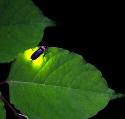 葉っぱの上で光を放つホタル。夏の風物詩。