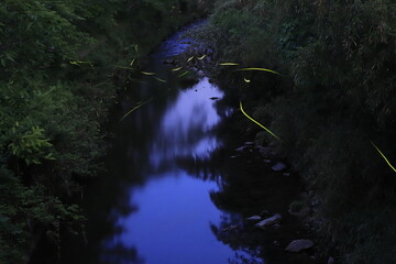 ホタルの乱舞。日本の夏の風物詩。