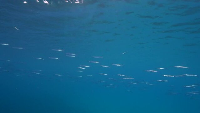 4K 120 fps Super Slow Motion: Seascape with School of Fish, Ballyhoo, Halfbeak, coral, and sponge in the coral reef of the Caribbean Sea, Curacao