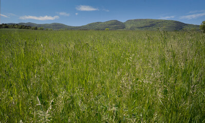 Grass fields with mountains in the background in the Adirondack region