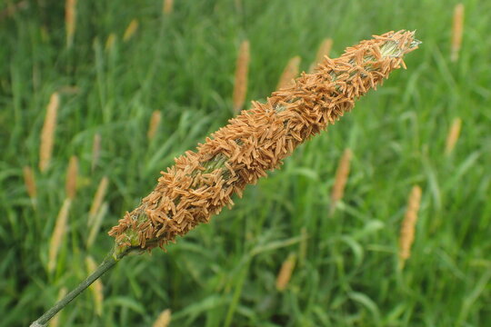 Close-up of a flowering grass head, likely Phleum pratense (timothy grass), covered with pollen-rich anthers. A detailed look at meadow flora during the blooming season, set against lush greenery