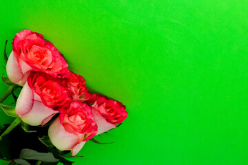 Natural pink roses on a green background
