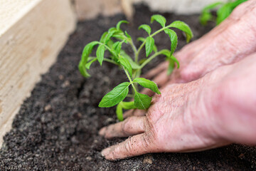 The hands of an elderly woman plants young tomatoes in the home garden.
