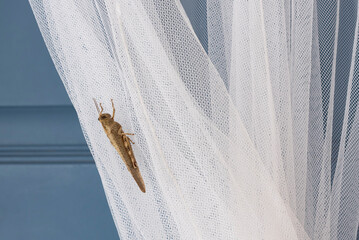 Locust sitting on mosquito net