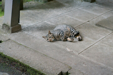 Wild cat living in a Japanese shrine