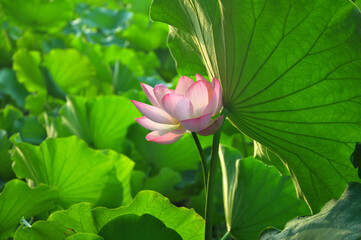 Pink lotus flower