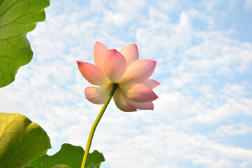 Pink lotus flower
