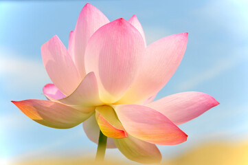 Fototapeta premium Pink lotus flower