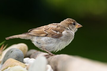 House Sparrow, female standing on a stick by the stones at a bird watering hole. Czechia. Europe. 