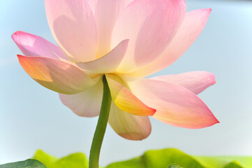 Fototapeta premium Pink lotus flower