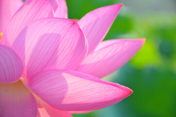 close up of pink lotus flower