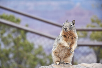 Squirrel in Grand Canyon