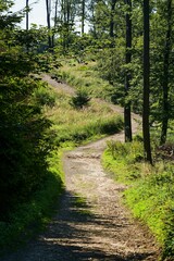 Naklejka premium Revolving forest road. Hostyn hills. Moravia. Czechia. Europe.