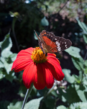 butterfly on flower