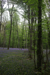 Naklejka premium Bluebell woods - Carpet of Hyacinthoides non-scripta in spring