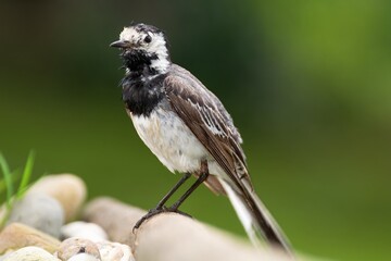 White Wagtail on a stick by the stones at a bird watering hole. Czechia. Europe.