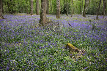 Bluebell woods - Carpet of Hyacinthoides non-scripta in spring
