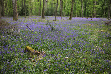 Bluebell woods - Carpet of Hyacinthoides non-scripta in spring