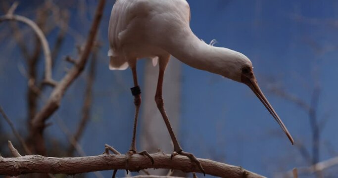 Roseate spoonbill with its long paddle-shaped beak and pink plumage.