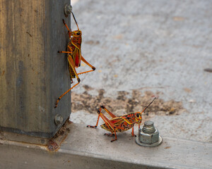 grasshopper on the ground