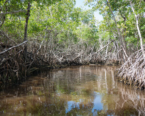 mangroves