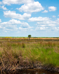 open grassy field with tree