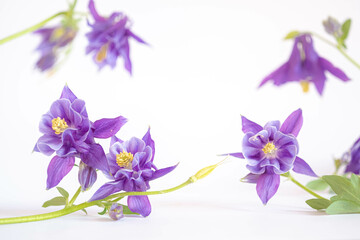Spring composition of fresh purple flowers on a white background. Festive floral card and copy space. blurred and selective focus.
