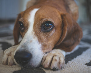 beagle dog portrait 2