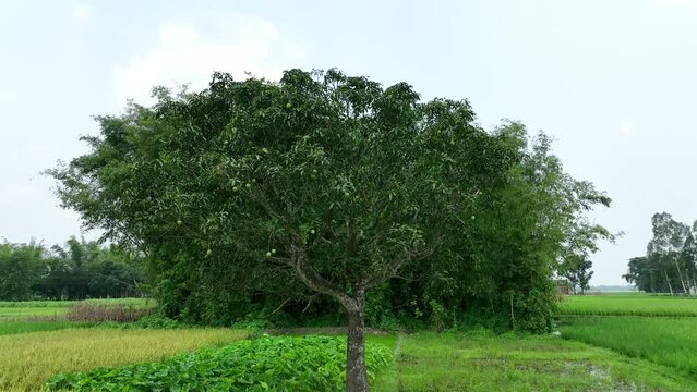 Mango tree in the feild