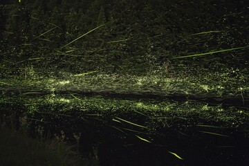 ホタルが里山の川で乱舞している写真。日本の夏の風物詩。
