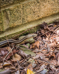 snake in rocks and leaves